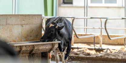 Milchkühe brauchen viel Wasser, um die Milchleistung aufrechtzuerhalten. Dabei können kleine Änderungen die Wasseraufnahme und somit die Milchleistung am Betrieb erhöhen, was zu einer Steigerung des wirtschaftlichen Erfolgs führt.
