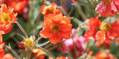 Die Chilenische Nelkenwurz ‚Tempest Scarlet‘ ist ein scharlachroter Bodendecker mit einer Höhe von 30-40 cm.
