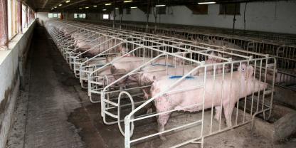 Schweinestall-groß-AdobeStock_187532708