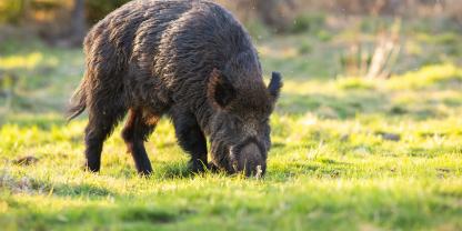 Da Wildschweine einen Flugplatz immer wieder massiv umgebrochen haben, musste dieser jetzt dauerhaft geschlossen werden.