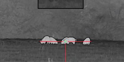 Blick mit der Nachtzieltechnik auf Wildschweine in Georgia in den USA.