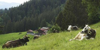 Tiere auf einer Wiese