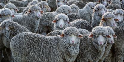 Schafe mit Wolle blicken in die Kamera