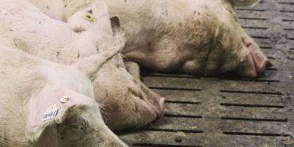 Für hohe Leistungen benötigen Schweine eine bedarfsgerechte Nährstoffversorgung.