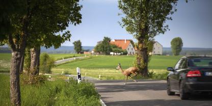 Rehwild ist am häufigsten in Wildunfälle verwickelt.