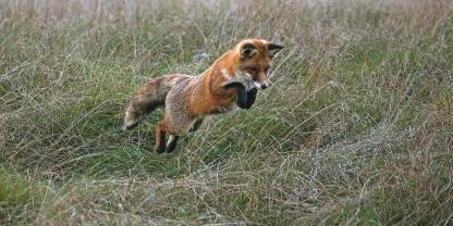 Die Jagd am Naturbau auf den Prädator Fuchs wird in Niedersachsen verboten. 