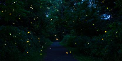 Glühwürmchen bringen in warmen Sommernächten den Wald zum glitzern.