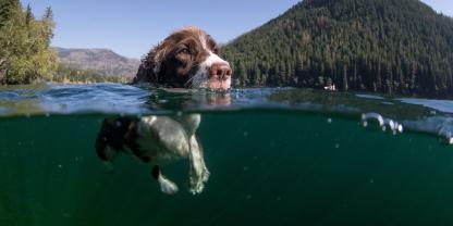 Beim Schwimmen bzw. der Arbeit im Wasser kann es passieren, dass der Hund zuviel Wasser schluckt.