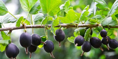 Jostabeeren – die perfekte Mischung aus Stachelbeere und Johannisbeere.