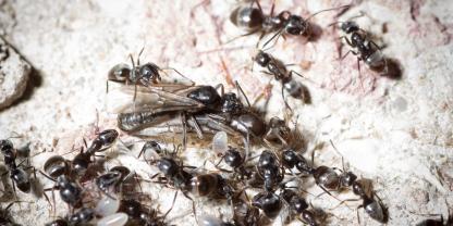 Königin und diverse Exemplare der Großen Drüsenameise (Tapinoma magnum)