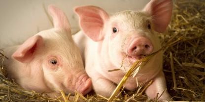 Schweine im Stroh