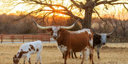 Erstmals wurde bei einem Kalb in Texas ein Befall mit dem Neue Welt-Schraubenwurm nachgewiesen.