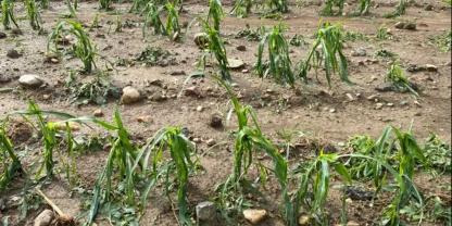 Durch die jüngsten Unwetter wurden in Österreich neben Obstkulturen auch Maisflächen wie hier im burgenländischen Bocksdorf geschädigt.