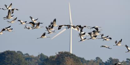 Kraniche fliegen an einem Windrad vorbei