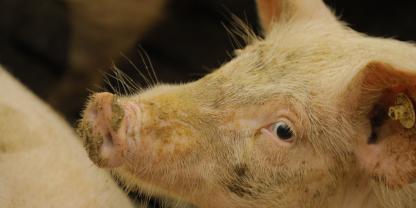 Schweinemast