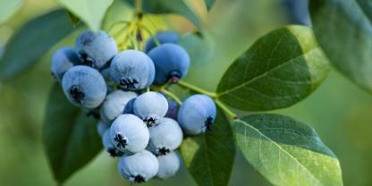 Blaue Heidelbeeren an einem Strauch