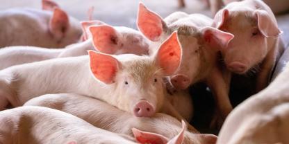 Den Schweinen kann es noch so gut gehen – Schweinehalter haben trotzdem Sorge vor Stalleinbrüchen. Ein Urteil macht jetzt Hoffnung.