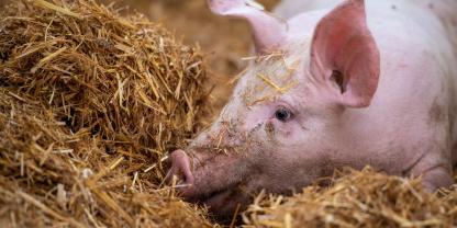 Ein Schwein wühlt im Stroh.