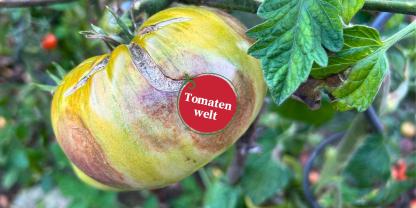 Tomatenwelt Folge 18