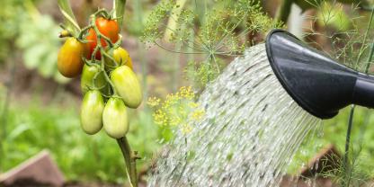 Salz in Gießwasser? Was ist dran an dem Tomaten-Hack?Bildunterschrift