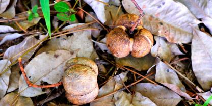 Samen des Kautschukbaumes Hevea brasiliensis