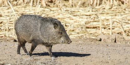 Wildschweine sind in vielen Bundesstaaten der USA nach wie vor eine Plage. Deshalb wurde das Bekämpfungsprogramm verlängert.