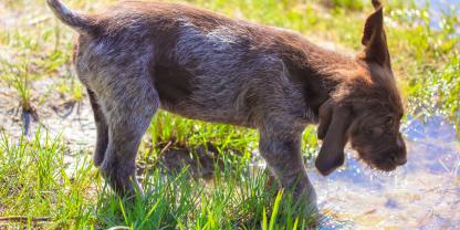 Nachdem sich Hunde in der Donau vergiftet hatten, sind die Behörden aktiv geworden.