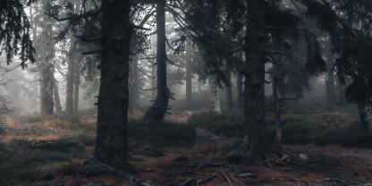 Der dichte Wald als Grundlage für das Sprichwort: „Den Wald vor lauter Bäumen nicht sehen.“