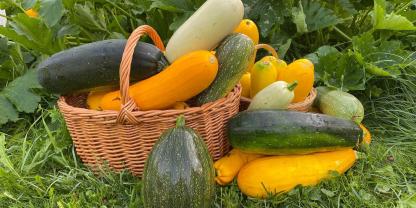 Zucchini-Schwemme im Garten? Dann einfrieren und später essen!