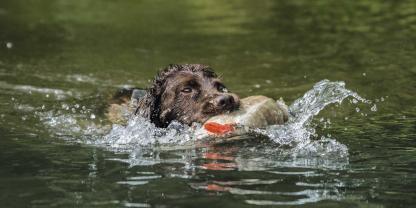 Bevor der Hund zum Apportieren ins Wasser geschickt wird, muss er es an Land zuverlässig können.