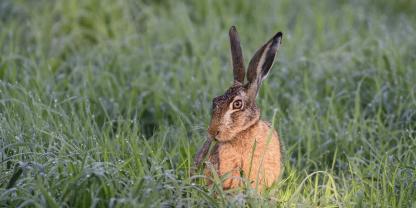 In Thüringen greift man dem Niederwild unter die Arme.