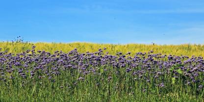 Ein Blühstreifen mit Phacelia ist nur für wenige Insekten attraktiv.