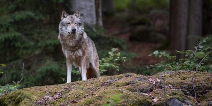 In der Steiermark ist erstmals ein Wolf entnommen worden.