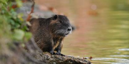 Jäger konnten im vergangenen Jahr so viele Nutria wie noch nie erlegen.