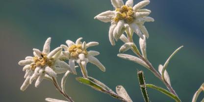 Die Alpenblume Edelweiß steht für Liebe und Mut.