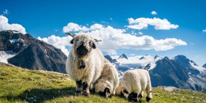 Schwarznasenschaf_AdobeStock_366517014