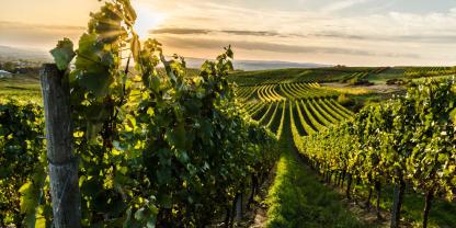 Weinberg-AdobeStock_300747064