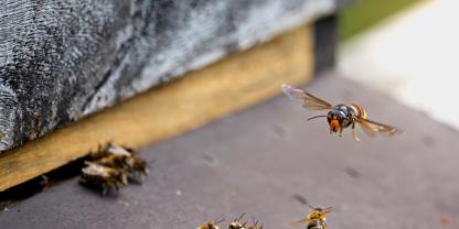 Neben Honigbienen stehen rund 1.400 weitere Insekten- und Spinnenarten auf dem Speiseplan der Asiatischen Hornisse.