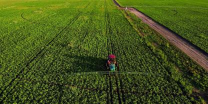 Landwirte in Frankreich dürfen bald wieder Neonicotinoide einsetzen, um Haselnüsse und Zuckerrüben vor Schädlingen zu schützen.