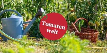 Tomatenwelt Folge 17: Warum Wasser jetzt so wichtig wird