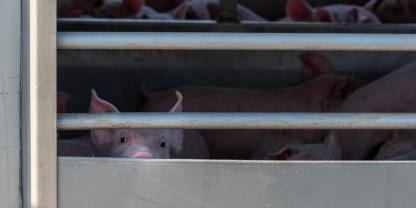 Schweine in einem Tiertransporter