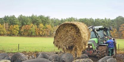 Auf einer Weide am Waldrand hält Alexander Schmidt 80 Schweine inklusive Eber und Ferkel. Die Fütterungsroutine wird jeden Tag eingehalten.