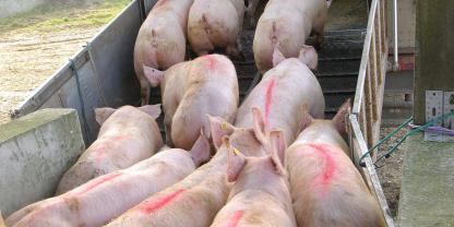 Schweinehalter schreiben derzeit tiefrote Zahlen. Jürgen Dierauff fragt sich deshalb, was mit dem deutschen Schweinemarkt los ist.