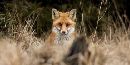 Polizei und Feuerwehr mussten einen Fuchs aus einer illegalen Tierfalle befreien.