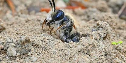 Ein Männchen der Sandbiene Andrena regularis verlässt erstmals sein Nest. (Symbolbild)