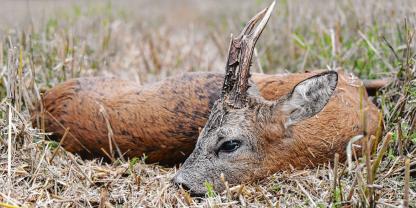 Wegen der hohen Temperaturen sollte gerade zur Blattzeit das erlegte Wild schnell aufgebrochen werden.