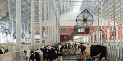 Egal ob Milchvieh- oder Jungviehstall - bei den hohen Temperaturen müssen Ventialtoren optimal positioniert sein, damit die bewegte Luft auch beim Tier ankommt.