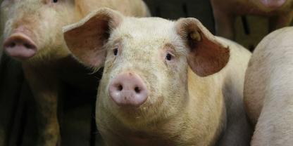 Schweinemast-2008_02_07_rue_0336