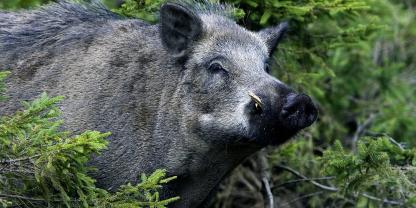 Bisher sind noch keine ASP-Fälle in Schleswig-Holstein bekannt. Die Maßnahmen sollen trotzdem weiterhin gelten, um auch in Zukunft Ausbrüche der Afrikanischen Schweinepest zu verhindern.