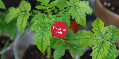 Tomatenwelt Folge 17